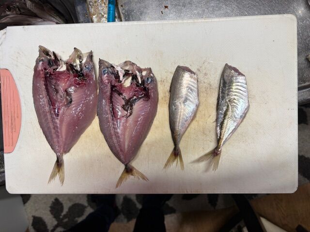三重県五ヶ所湾迫間浦で孫達とアジ釣り