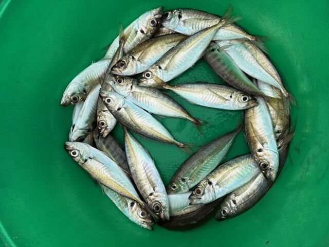 三重県五ヶ所湾迫間浦で孫達とアジ釣り