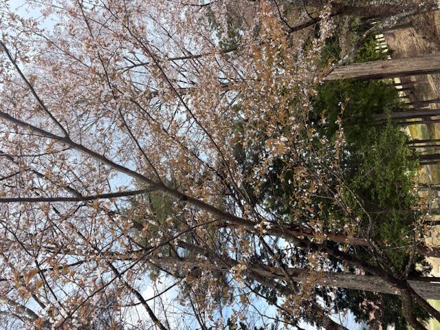 ゴルフ場でのプレーをしながら花見三昧