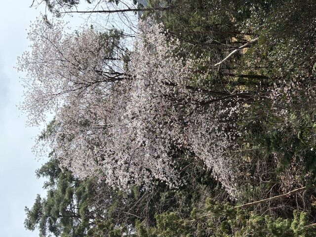 ゴルフ場でのプレーをしながら花見三昧