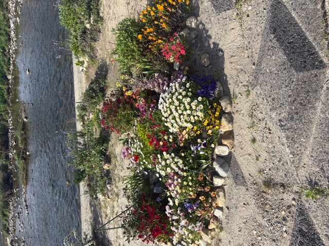 河川敷の花壇