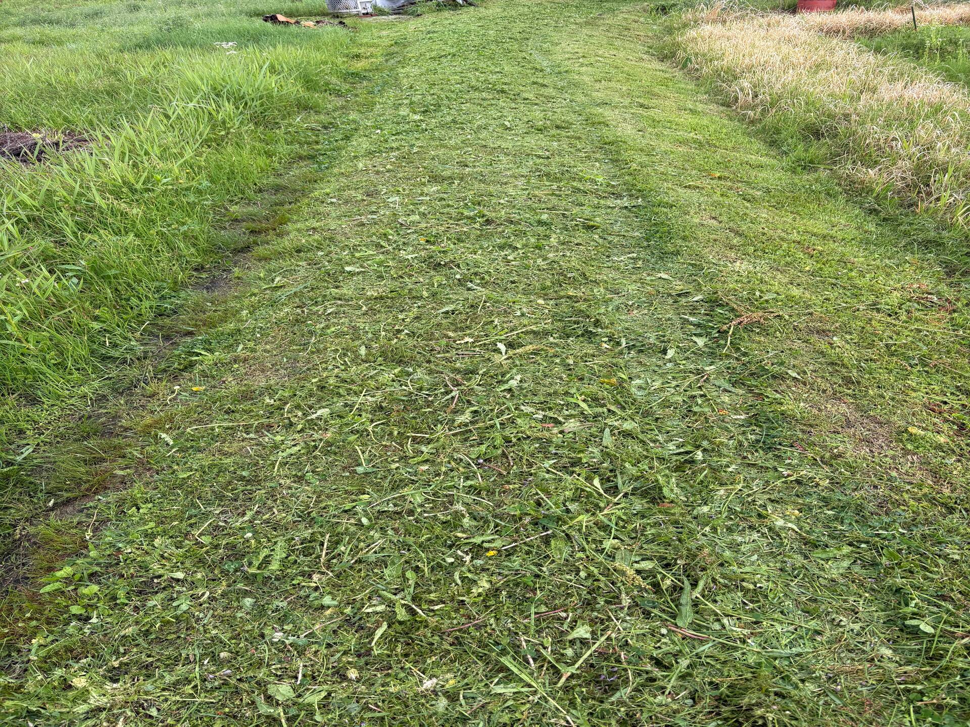 工房への通路の草刈り