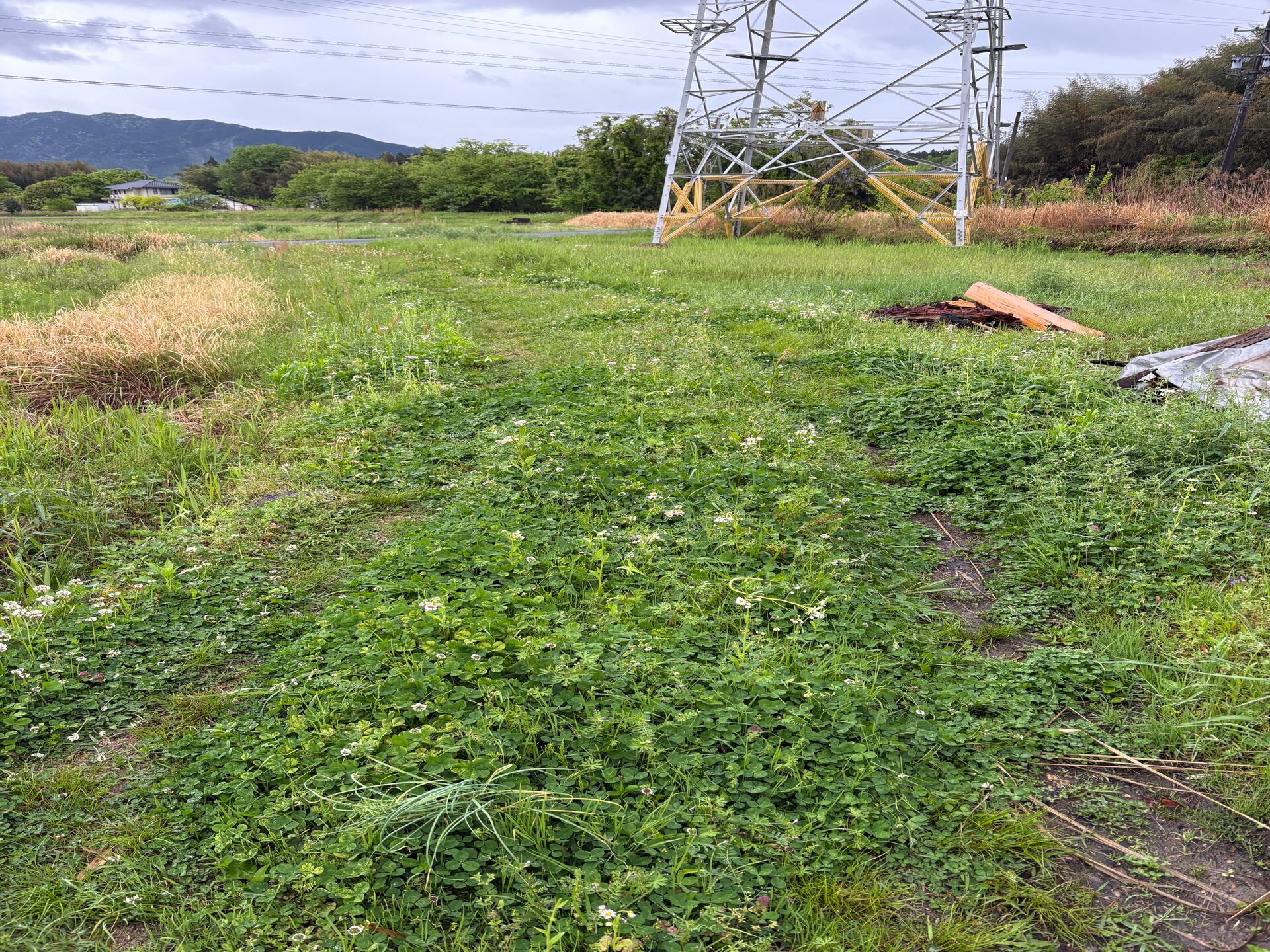 工房への通路の草刈り