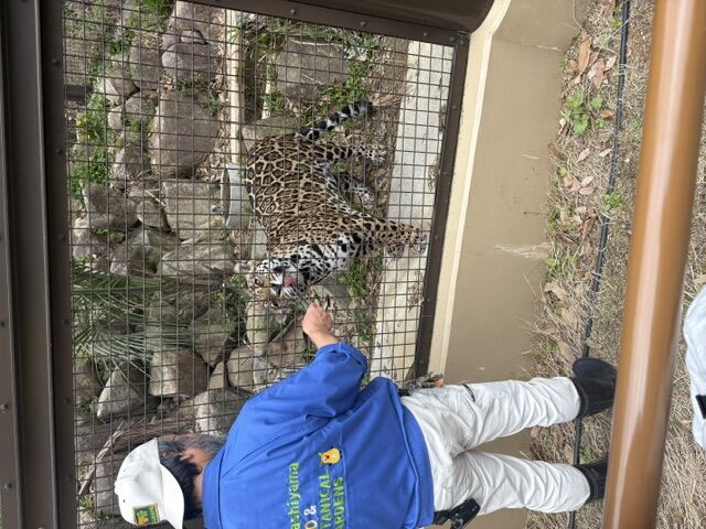 猛獣への給餌作業