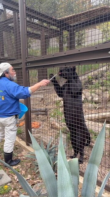 猛獣への給餌作業