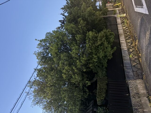 樹木の枝払い