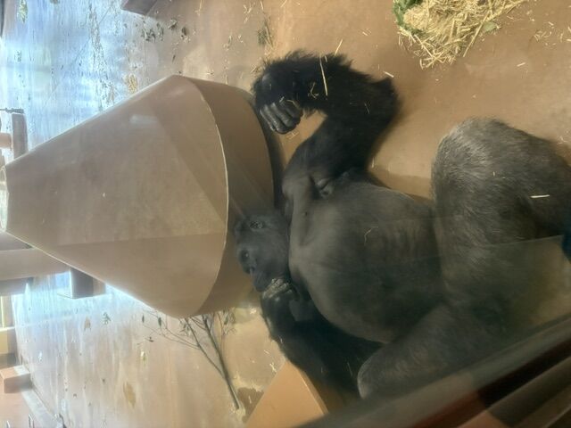 シャバーニのいる東山動物園