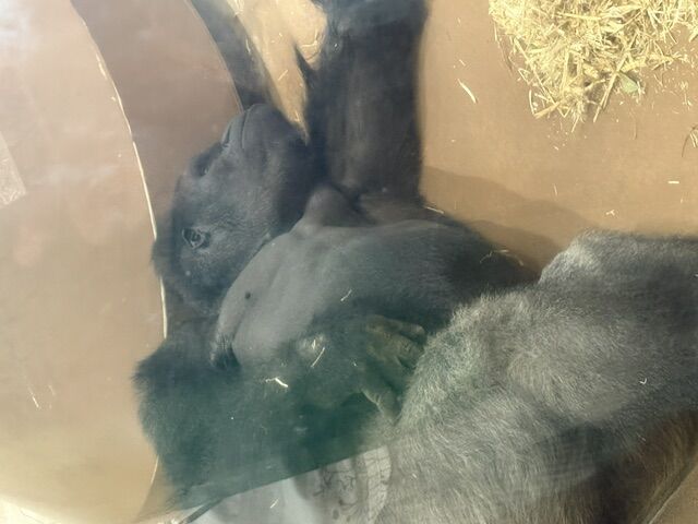 シャバーニのいる東山動物園
