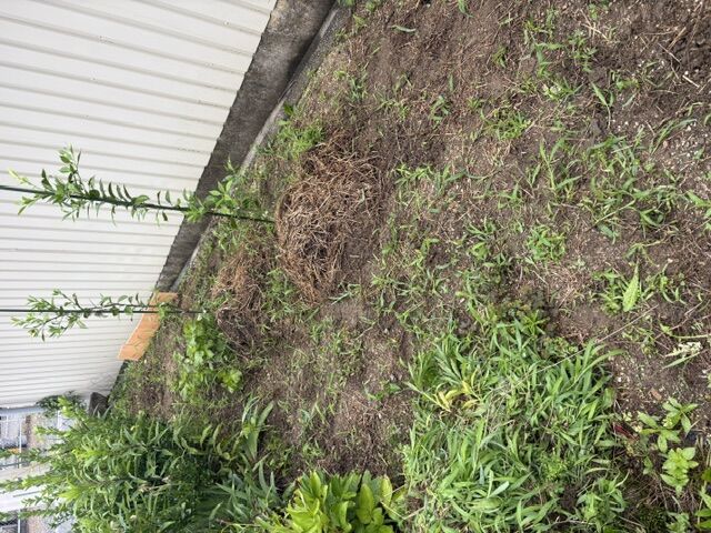 柚子の苗木周りの草取り