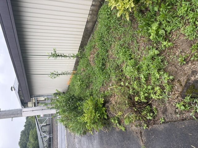 柚子の苗木周りの草取り