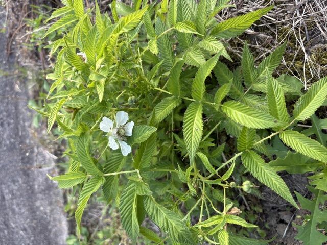成長した薔薇イチゴ