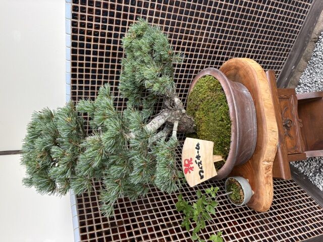 開店祝にハイ苔を敷き詰めた五葉松の盆栽