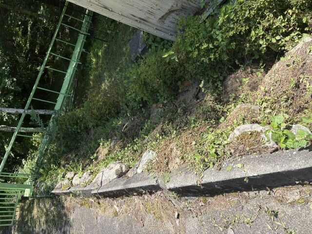 今夏の草刈り依頼多数