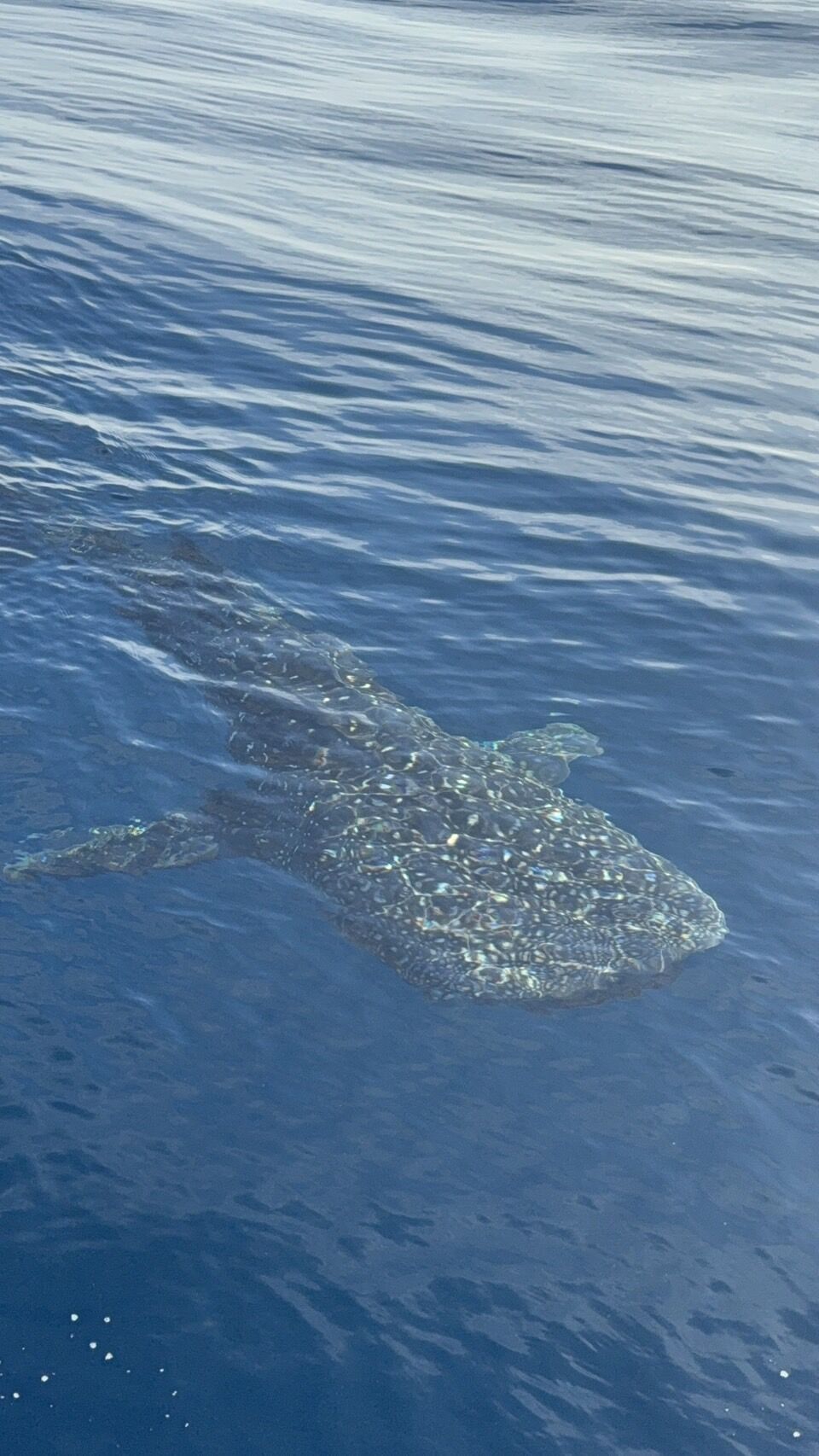 アマダイ釣りに現れたジンベイザメ