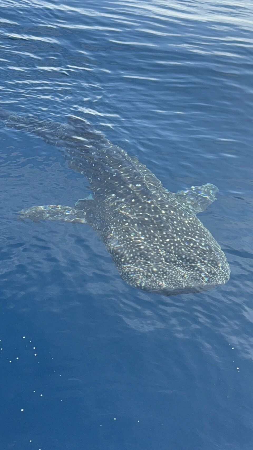 アマダイ釣りに現れたジンベイザメ