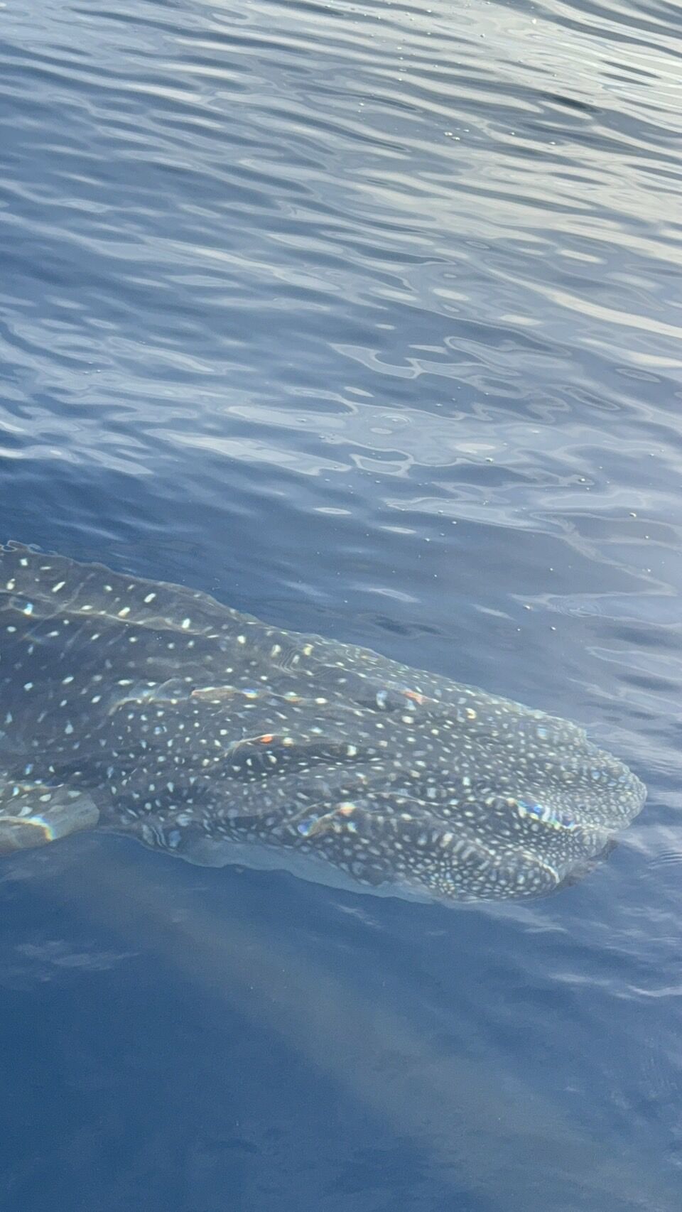 アマダイ釣りに現れたジンベイザメ
