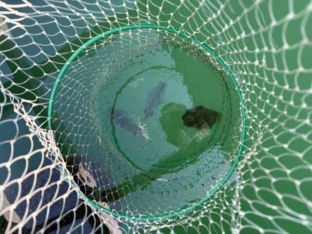 ハイシーズンのアオリイカ調査釣行