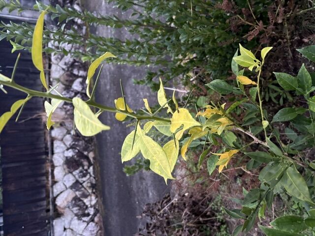 植えた柚子の木が枯れたみたいなので心配。