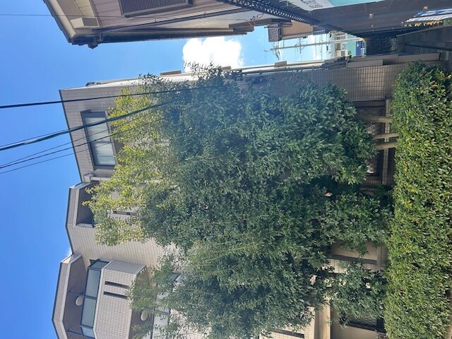 マンション管理　植栽枝伐採