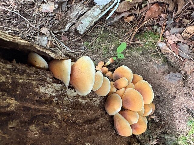 雑キノコ