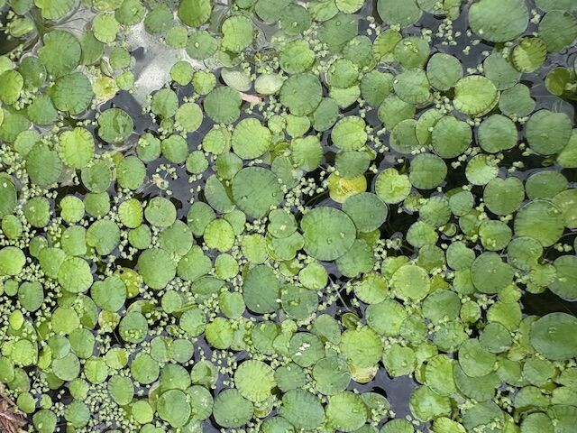 水草