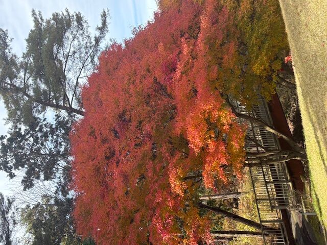紅葉の中でのゴルフ